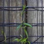 ECO Mesh Modular Plant Trellis